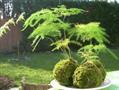 مارچوبه نرمه / گل گردی بالارونده